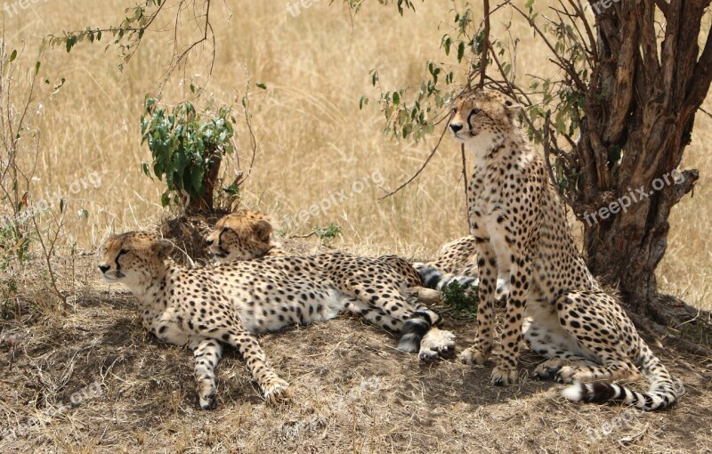 Cheetah Savanna Wild Wildlife Safari