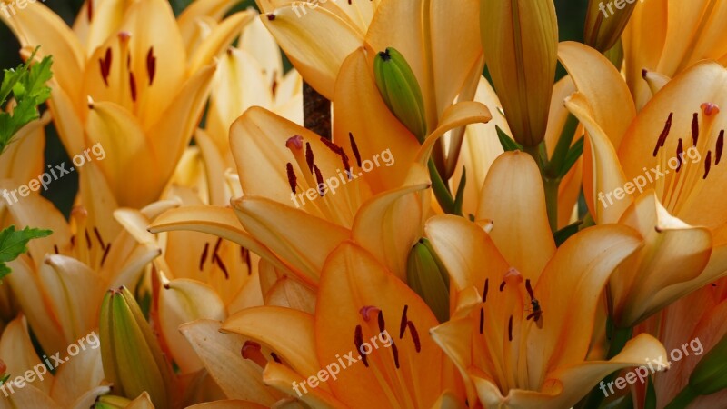 Nature Garden Flowers Daylily Orange