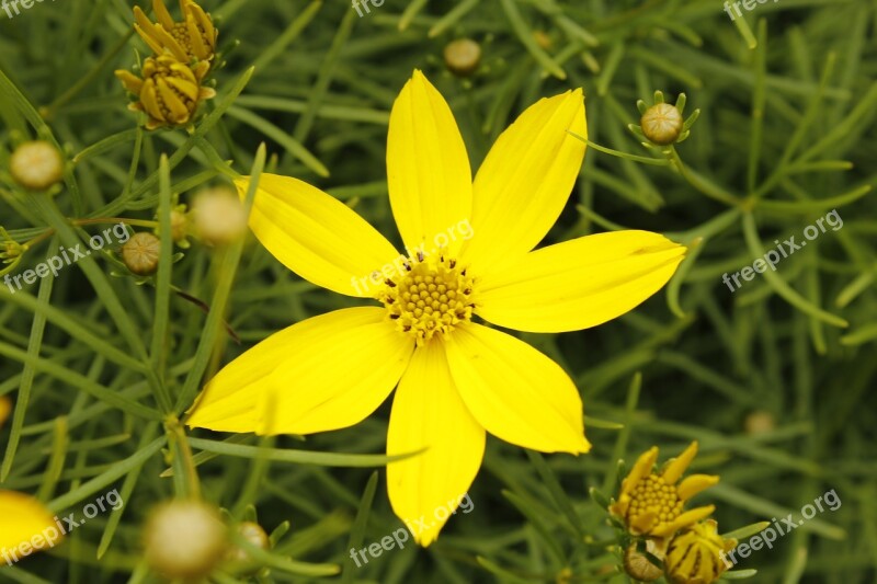 Yellow Flower Blooms At Nature Garden