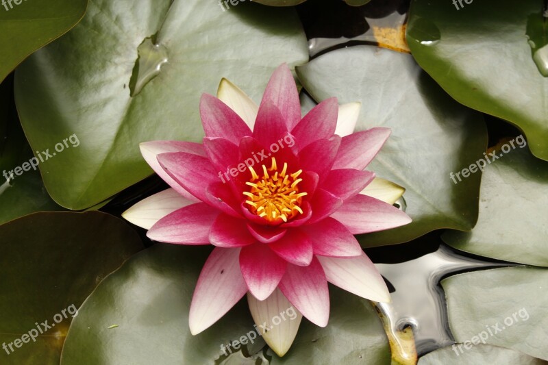 Water Lily Summer Villosa Iris Lake Nature