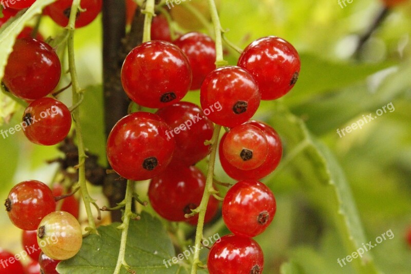 Red Currant Fruit Red Garden Berries