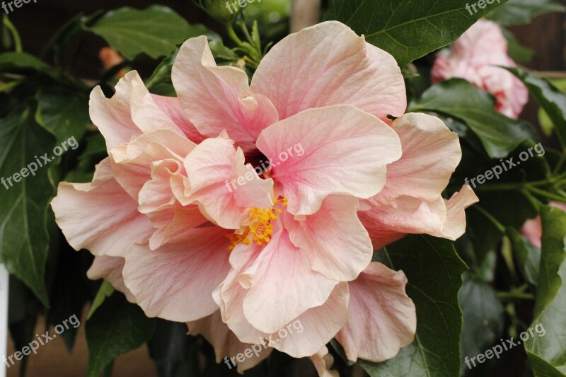 Hibiscus Flower Hawaii Tropic Nature