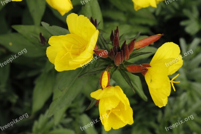 St John's Wort Flower Nature Yellow Plant