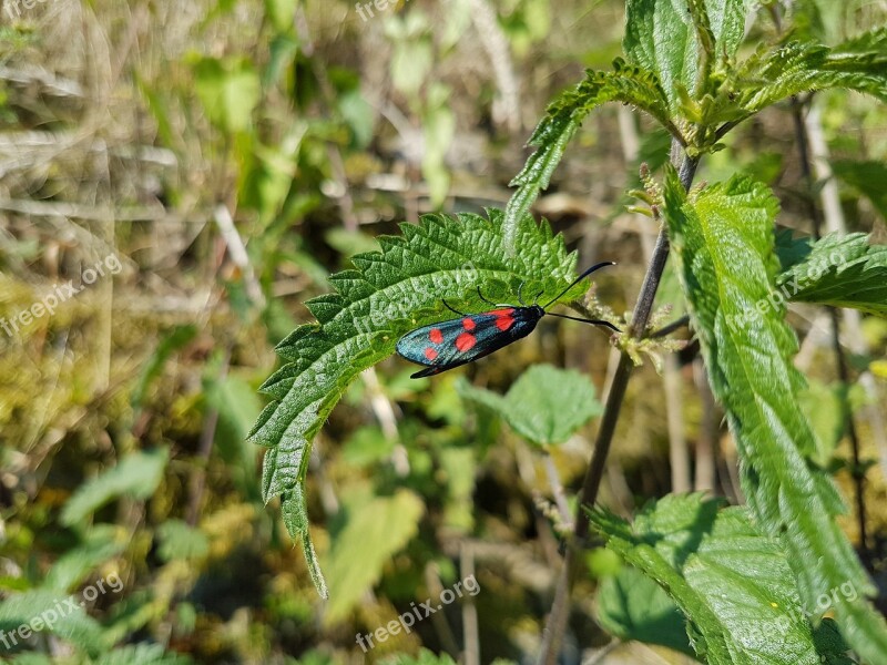 Nature Leaf In The Free Plant Insect