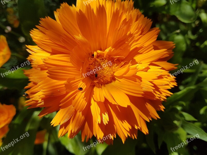 Flower Bloom Flora Garden Marigold Free Photos