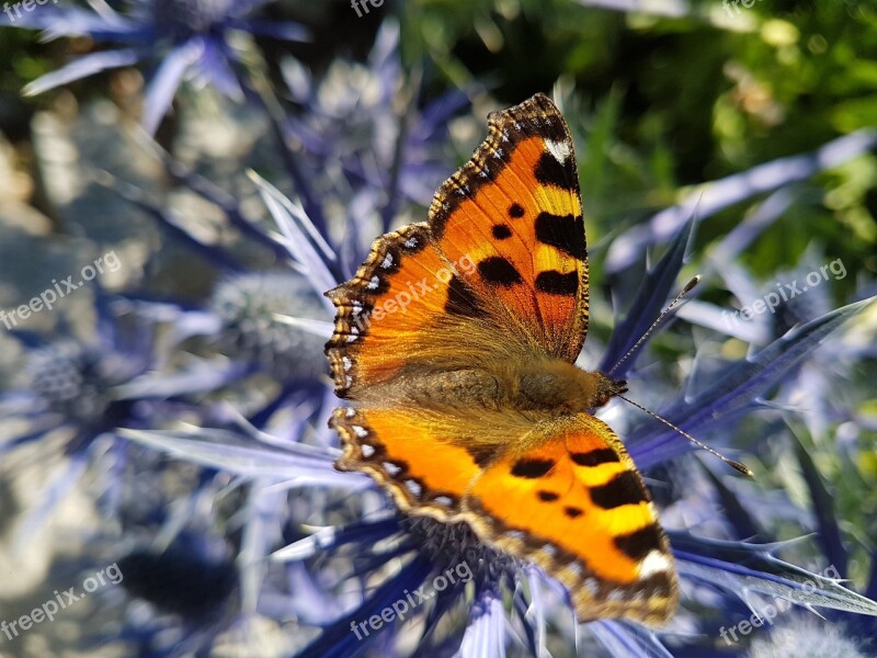 Flower Bloom Flora Garden Butterfly Free Photos