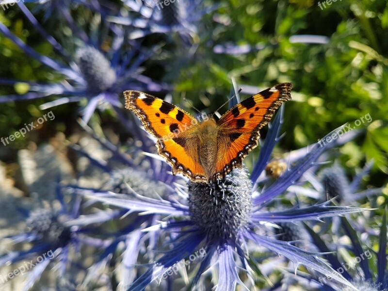 Flower Bloom Flora Garden Butterfly Free Photos