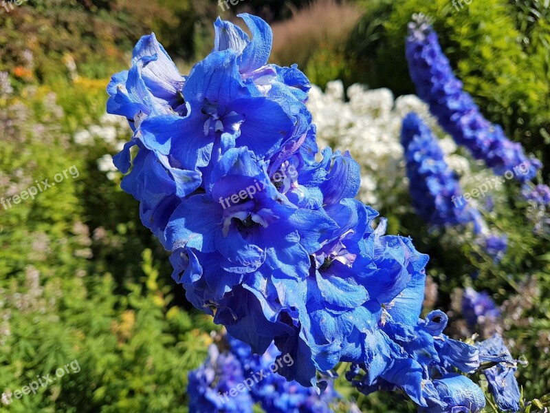 Flower Bloom Flora Garden Hollyhock Free Photos