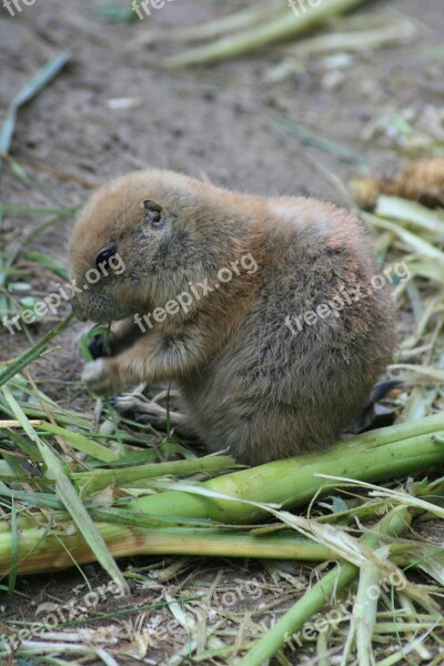 Gophers Zoo Cute Animal World Rodent