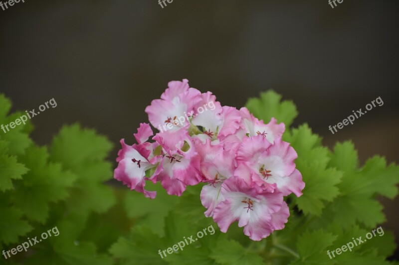 Flower Home Bloom Nature Garden