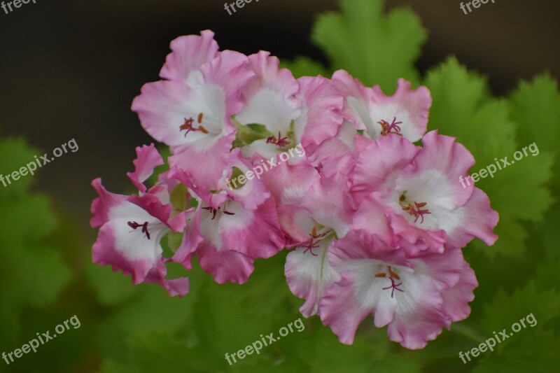 Flower Home Bloom Nature Garden