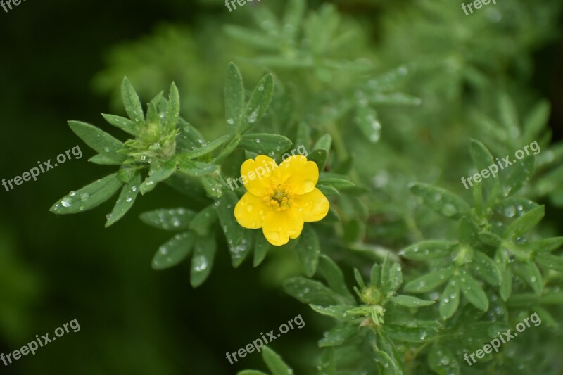 Flower Yellow Kuril Tea Bloom Nature