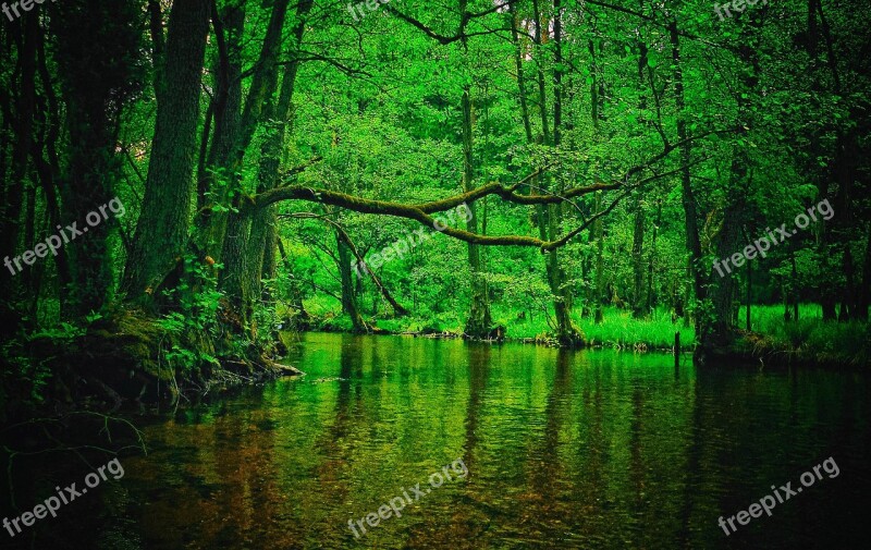 Forest River Nature Tree Wild