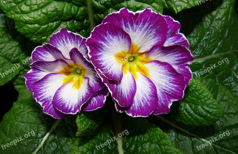 Primrose Flower Plant Garden Bloom