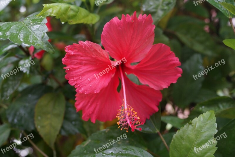 Hibiscus Nursery Malaysian Free Photos