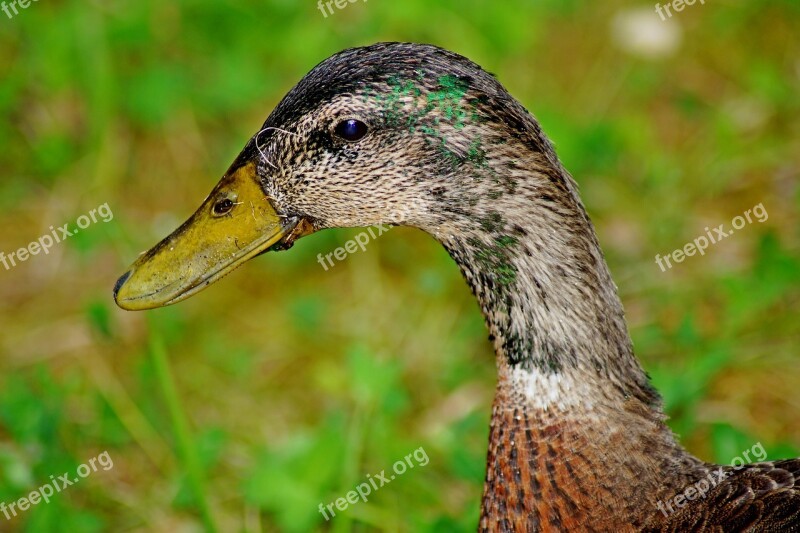 Duck Head Bird Water Bird Bill