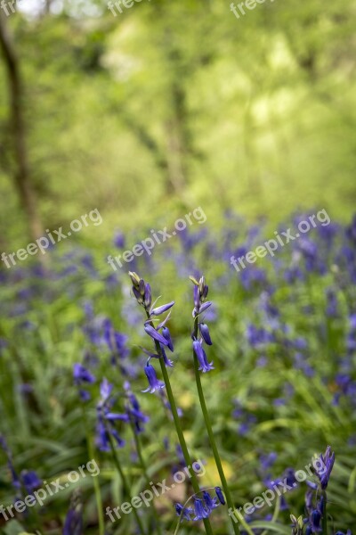 Bluebells Forest Woodland Wood Nature