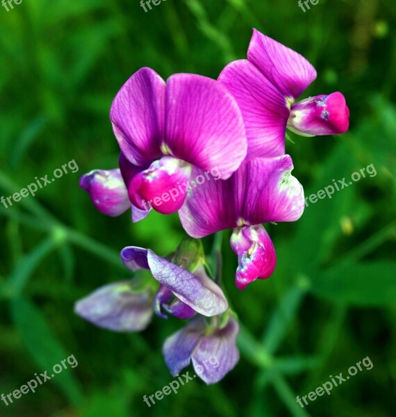 Vetch Blossom Bloom Purple Nature