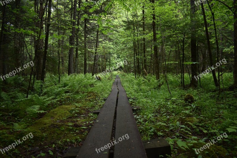 Hike Trail Bridge Nature Hiking