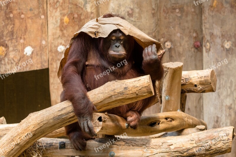 Orang Utan Monkey Primate Animal Animal World