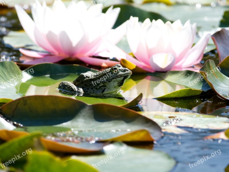 Frog Pond Water Amphibian Water Frog