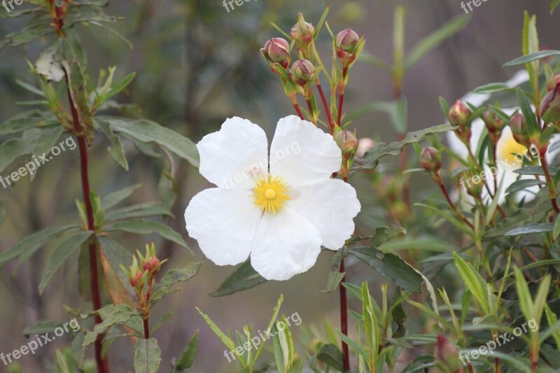 Flower Spring Jara Extremadura Monfrague