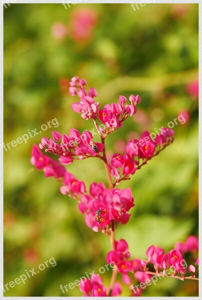 Flower Tigon Blooming Free Photos