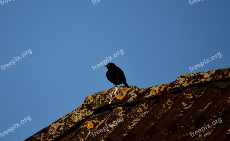 Blackbird Black Roof Sky Bird