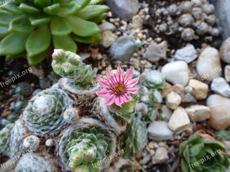 Houseleek Plant Succulent Close Up Blossom