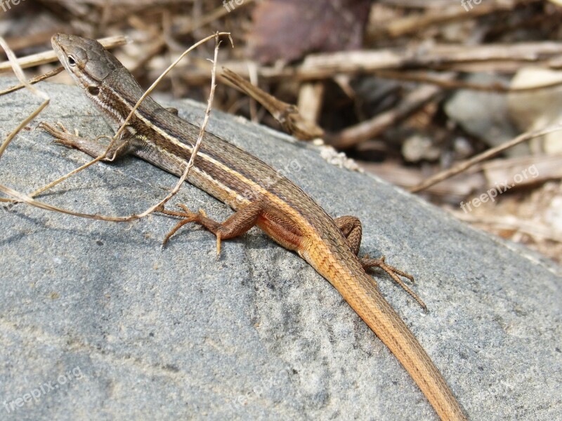 Lizard Sargantana Sargantilla Reptiles Free Photos