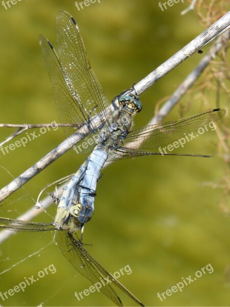 Dragonfly Libellula Fulva Blue Dragonfly Pond Cabot Bencossat