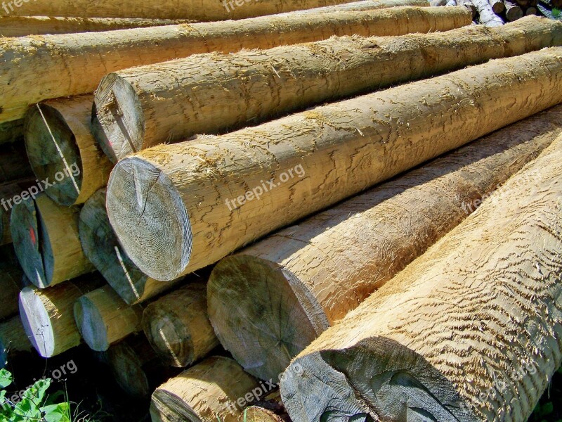 Logs Pine Wood Forest Management Free Photos