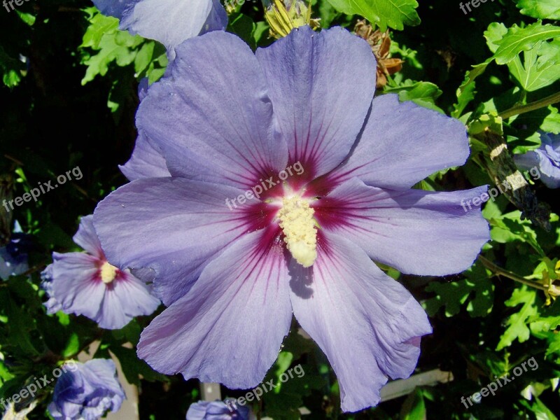 Hollyhock Summer Flower Garden Shrub Free Photos