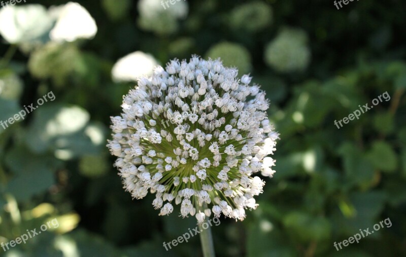 Allium Flower Bulb Sphere Ball