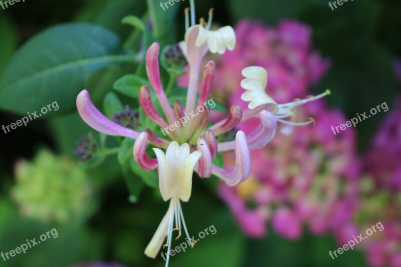 Honeysuckle Flower Plant Free Photos