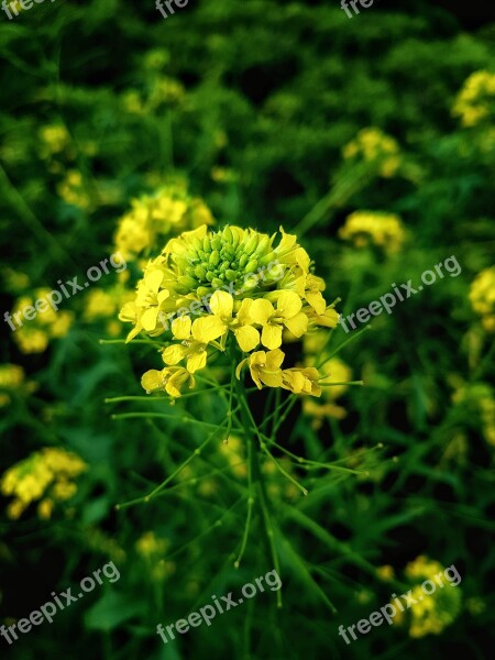 Flowers Petals Stem Pods Buds