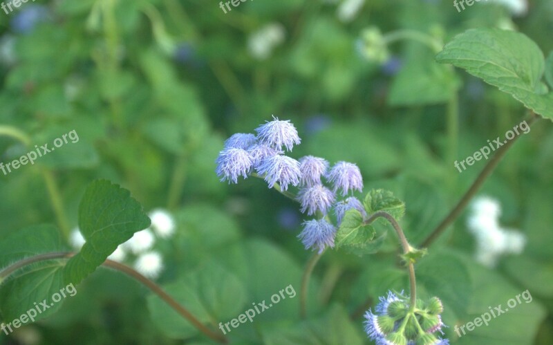 Flowers Plants Behold Purple Free Photos