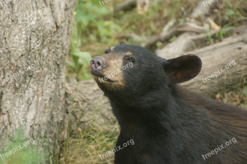 Bear Black Bear Animal Free Photos