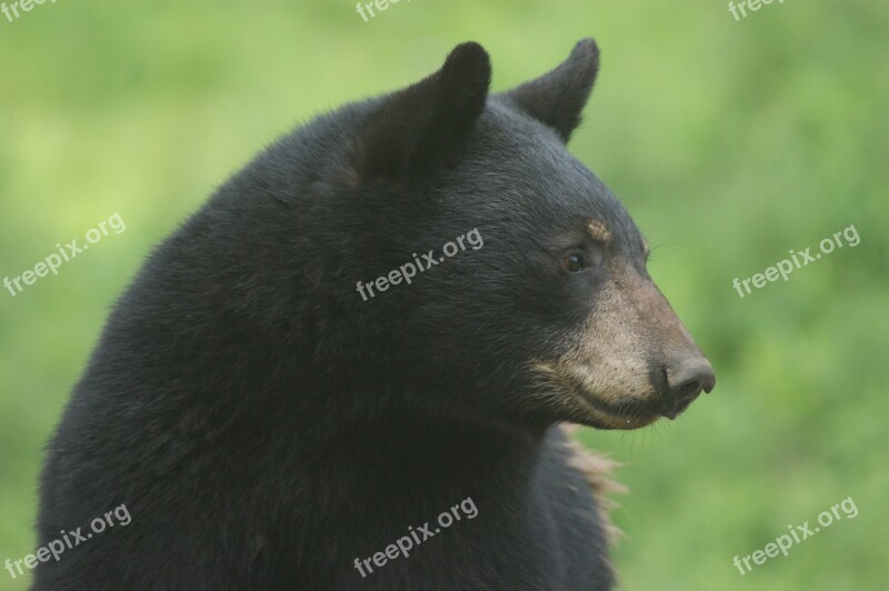 Bear Black Bear Animal Free Photos