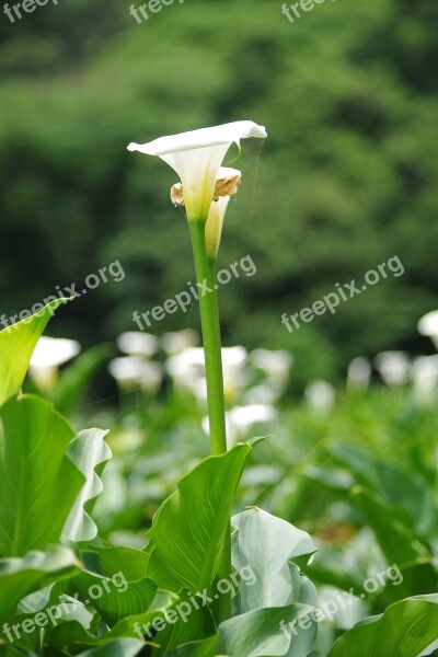 Kalla Garden Inflorescence Nature White