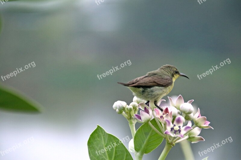 Sunbird Wildlife India Nature Small