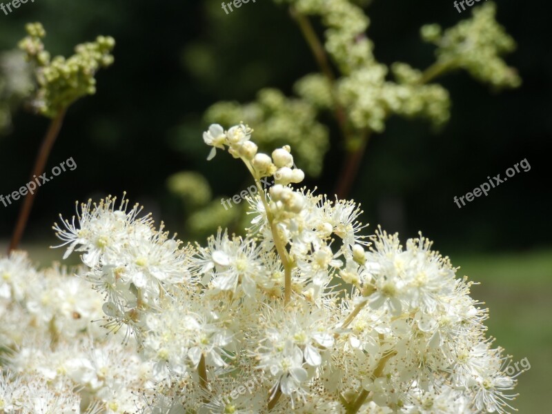 Meadowsweet Viking Flower White Sweet