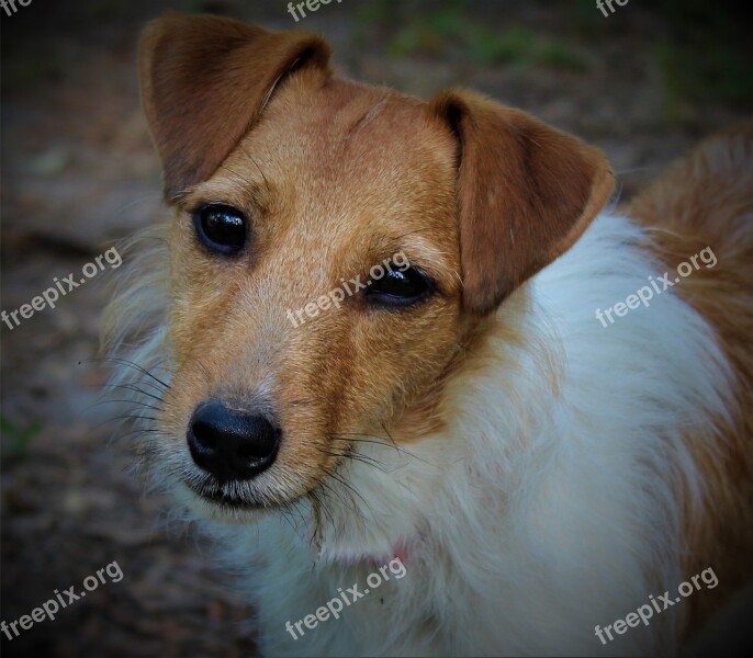 Dog Pet Puppy Jack Russell Animal