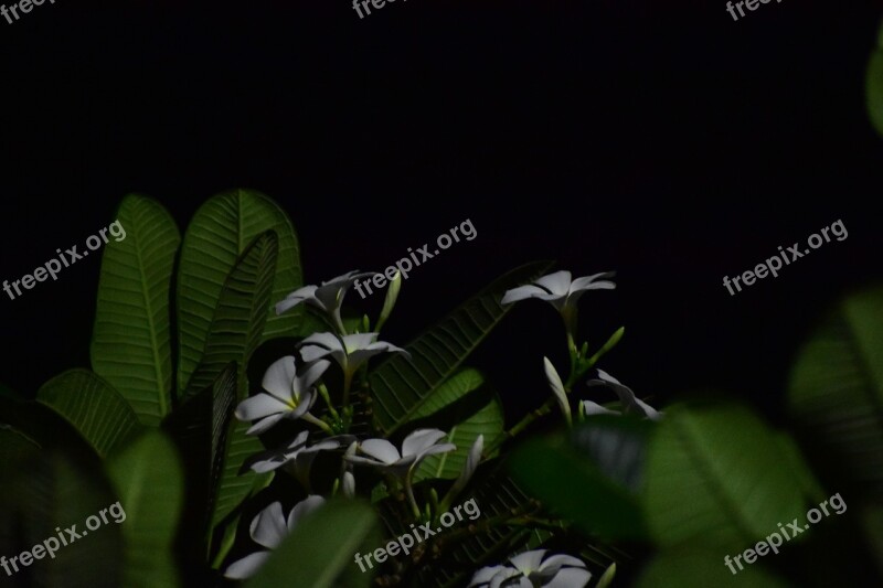 Indian Flower Nature Night Flower Petal Green