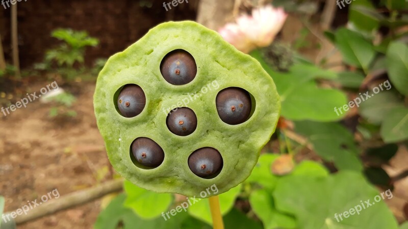 Lotus Seed Macro Close Up Focus India