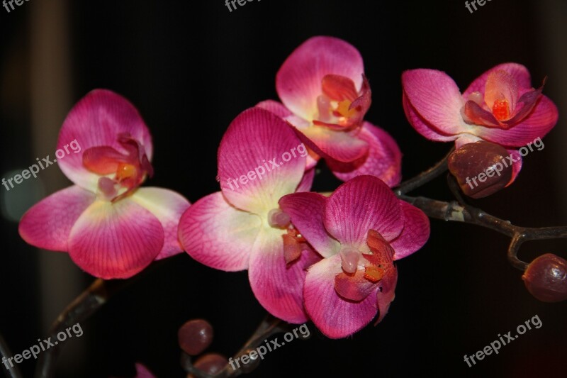 Orchid Flower Nature Blossom Bloom