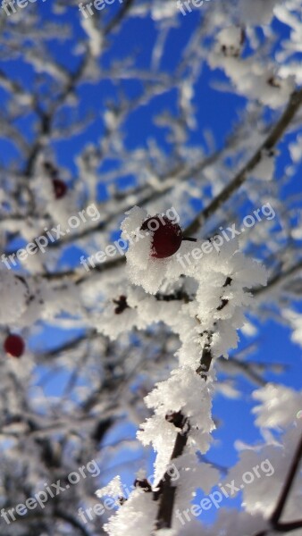 Leann Winter Tree Snow Branch