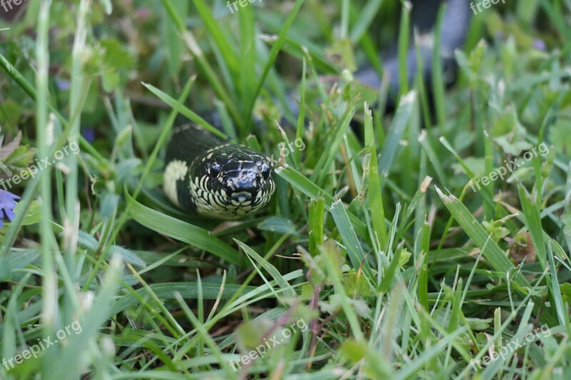 King Snake Snake Reptile Banded Grass