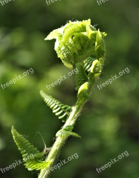 Nature Fern Green Plant Leaf