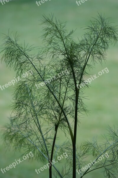 Dill Herb Plant Garden Green